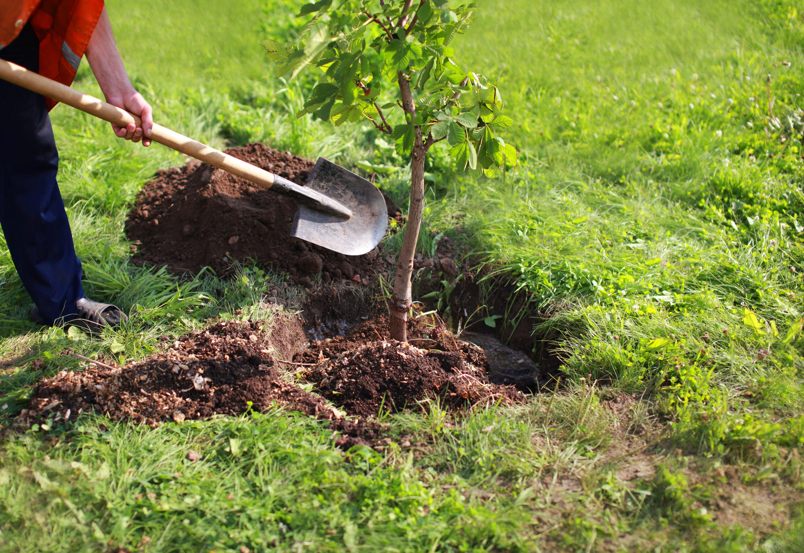 Planting a first tree in the front yard