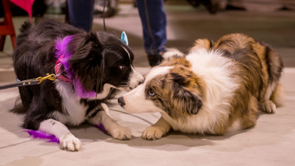 Journée de l'animal de compagnie